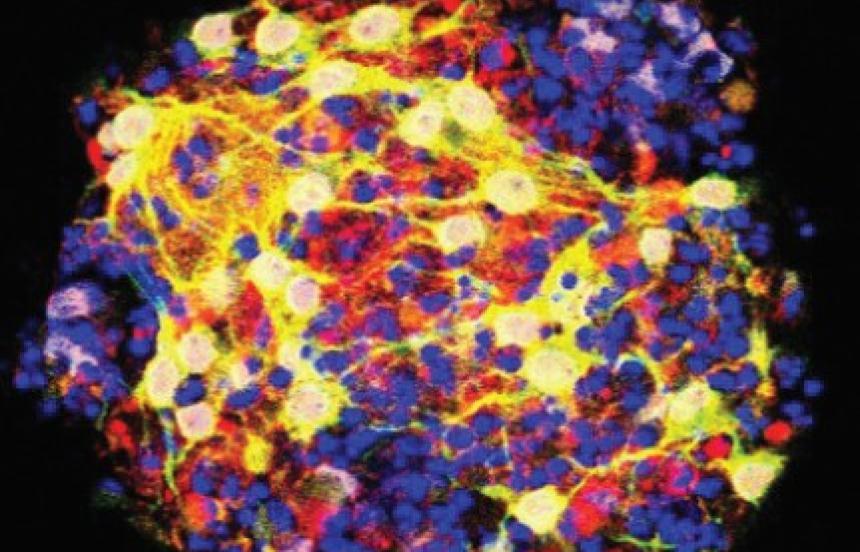 Confocal microscopy image from the Sampognaro Lab
