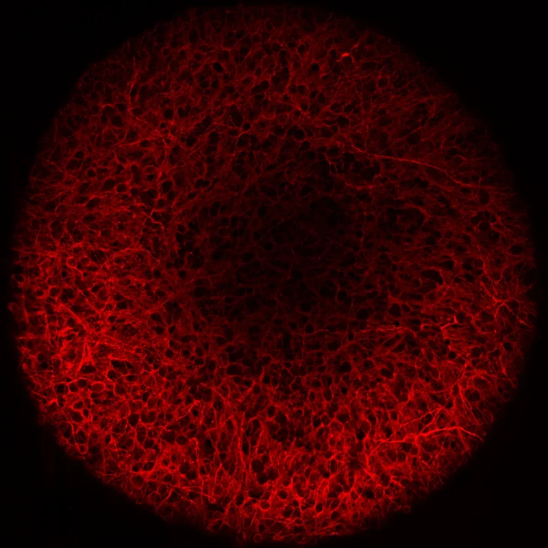Confocal image of a brain organoid from the Sampognaro Lab, showing a dense network of neurons in red